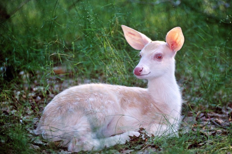 Albino životinje