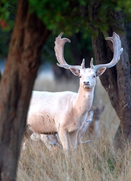 Albino životinje