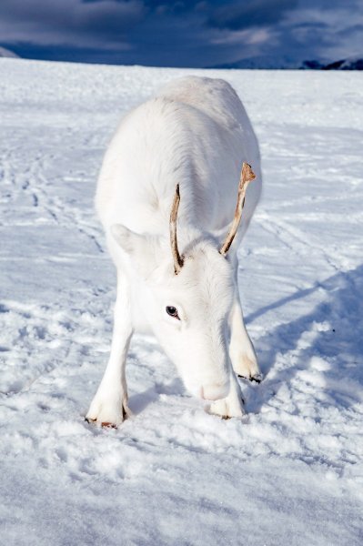 Albino životinje