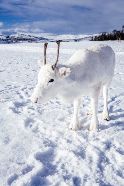 Albino životinje