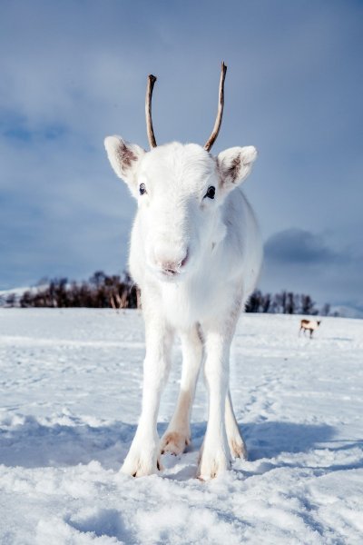 Albino životinje