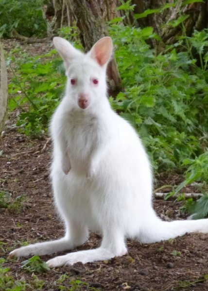 Albino životinje