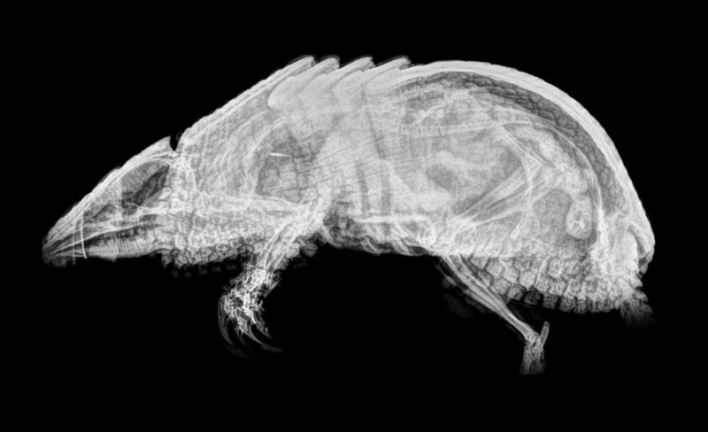 Rendgenske snimke životinja