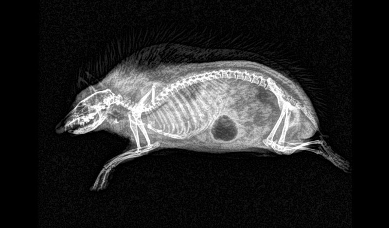 Rendgenske snimke životinja