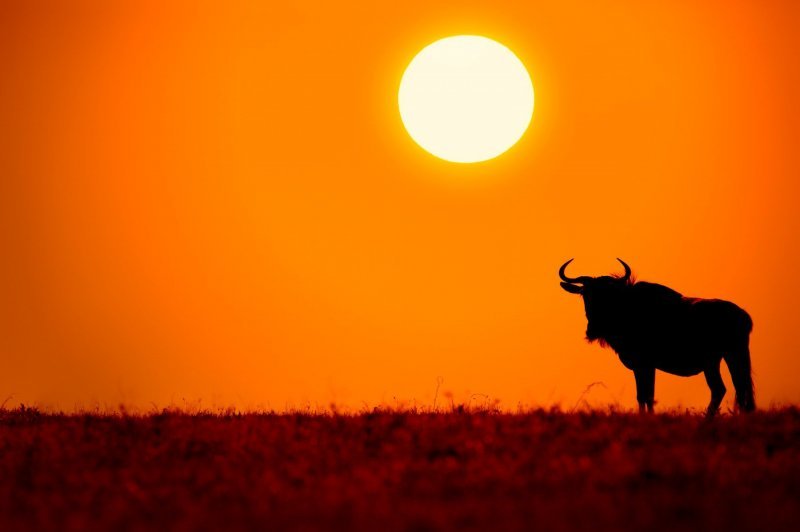 Izlasci i zalasci Sunca u divljini