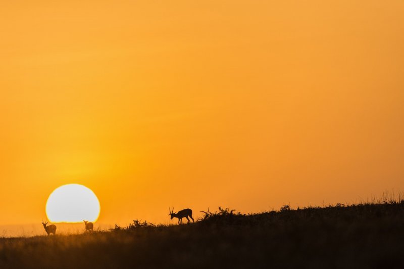 Izlasci i zalasci Sunca u divljini