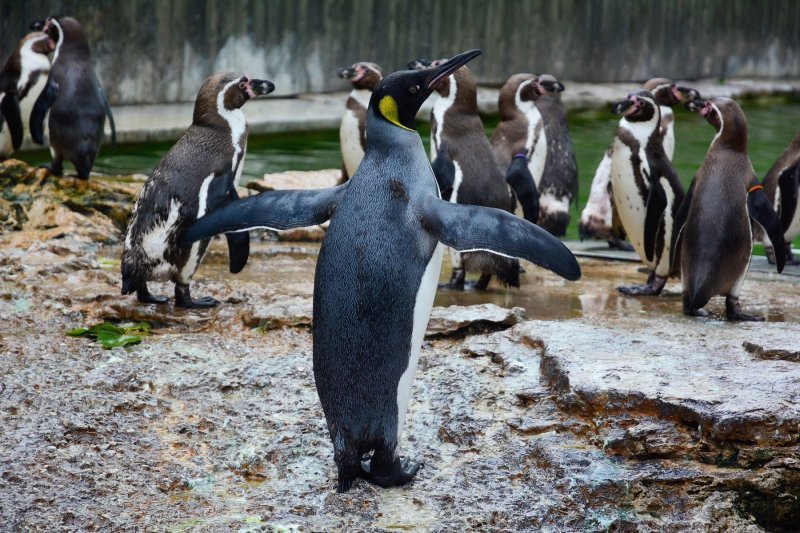 Pingvin uči plivati