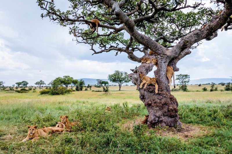 Lavovi u Tanzaniji