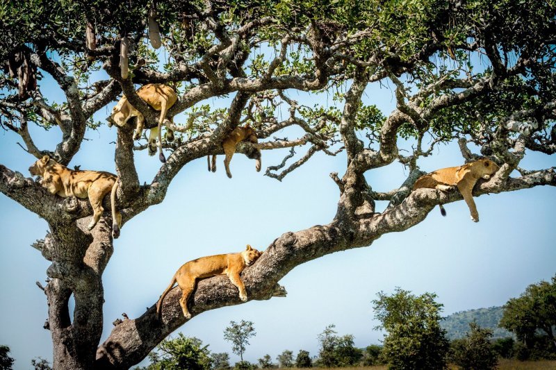 Lavovi u Tanzaniji