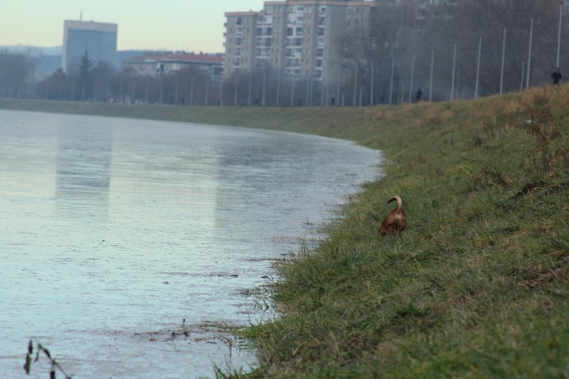 Sava se u Zagrebu izlila iz korita