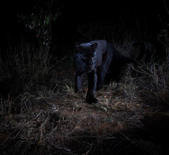 Crni leopard