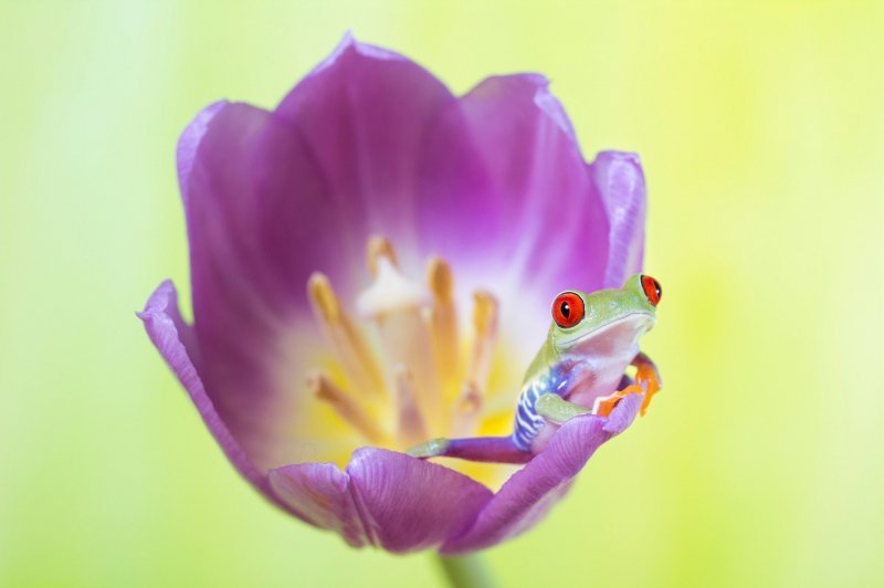 Žabice u cvijeću