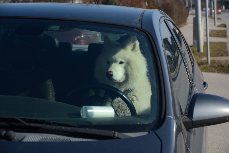 Sibirski samojed