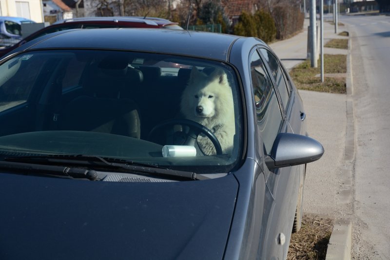 Sibirski samojed