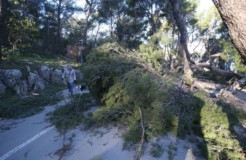 Split: Nakon olujnih udara bure najviše stradala stabla i drveni električni stupovi