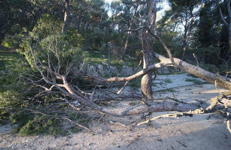 Split: Nakon olujnih udara bure najviše stradala stabla i drveni električni stupovi