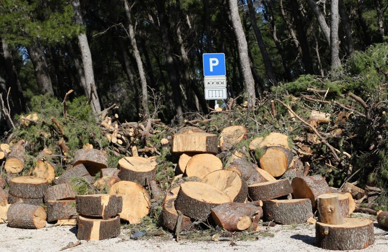 Sve je više srušenih bolesnih stabala iz Park šume Marjan