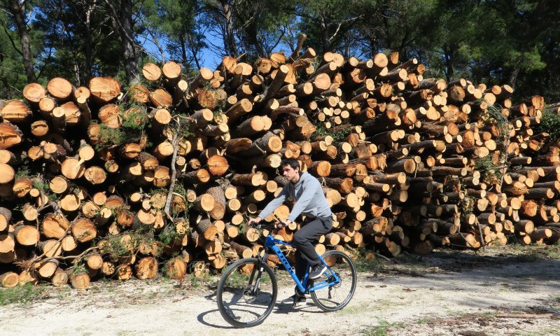 Sve je više srušenih bolesnih stabala iz Park šume Marjan