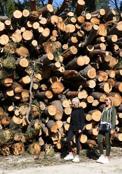 Sve je više srušenih bolesnih stabala iz Park šume Marjan