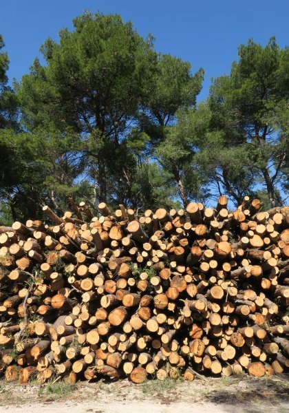 Sve je više srušenih bolesnih stabala iz Park šume Marjan