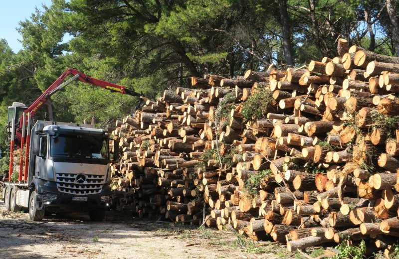 Sve je više srušenih bolesnih stabala iz Park šume Marjan