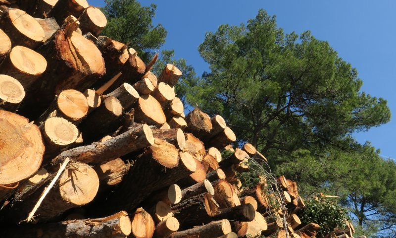 Sve je više srušenih bolesnih stabala iz Park šume Marjan