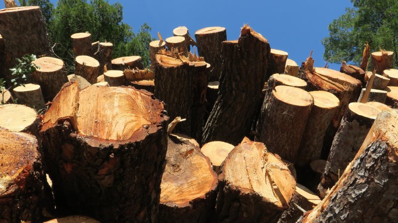 Sve je više srušenih bolesnih stabala iz Park šume Marjan