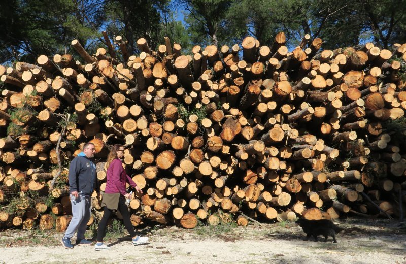 Sve je više srušenih bolesnih stabala iz Park šume Marjan