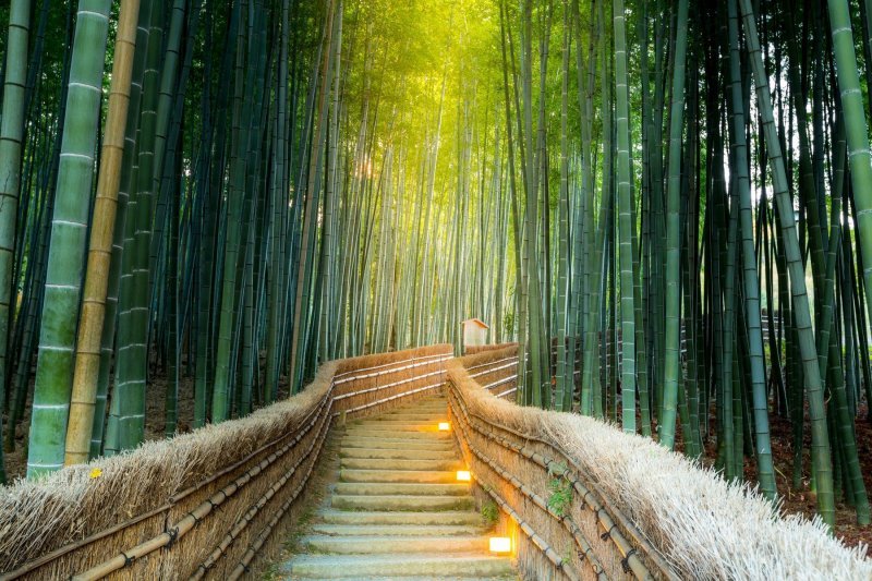 Šuma bambusa