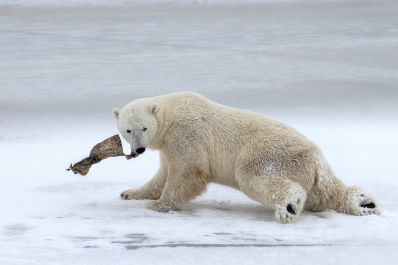 Polarni medvjed