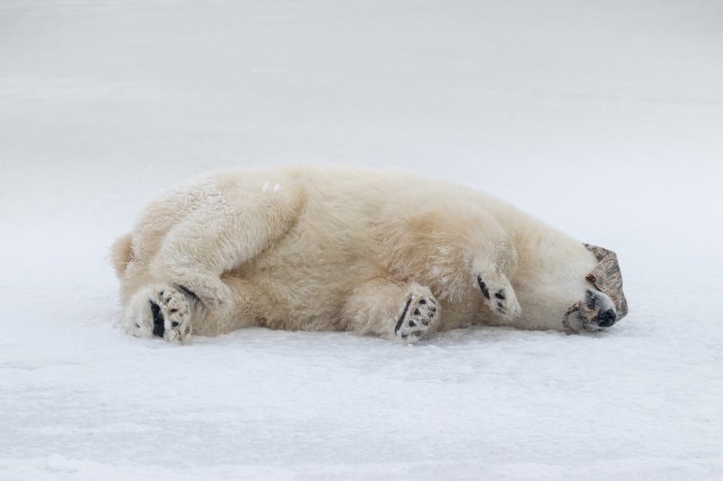 Polarni medvjed