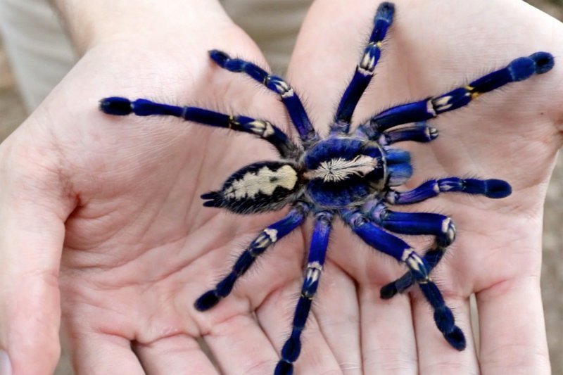 Plava tarantula