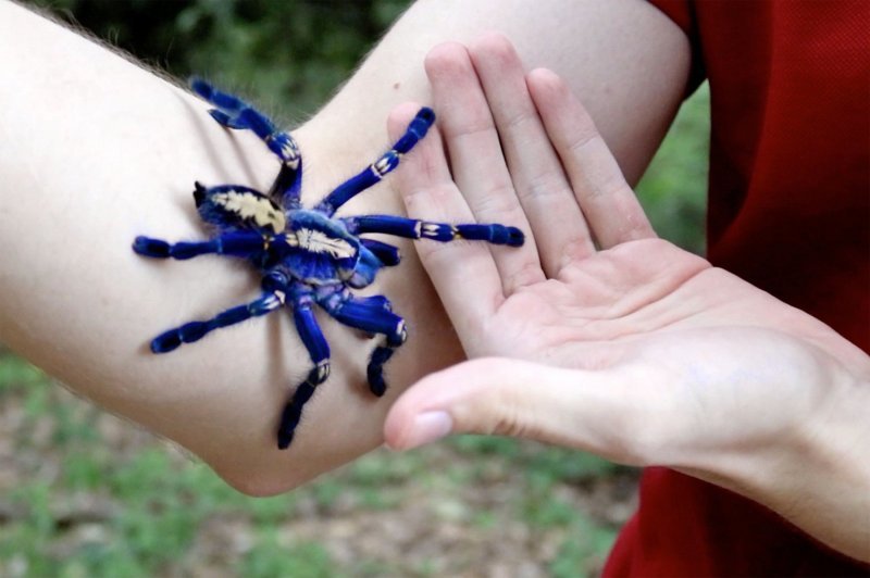 Plava tarantula