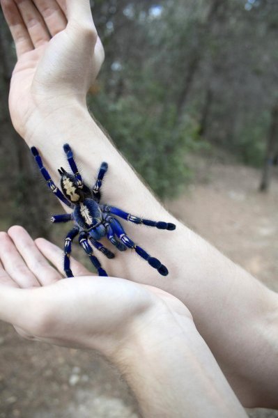 Plava tarantula