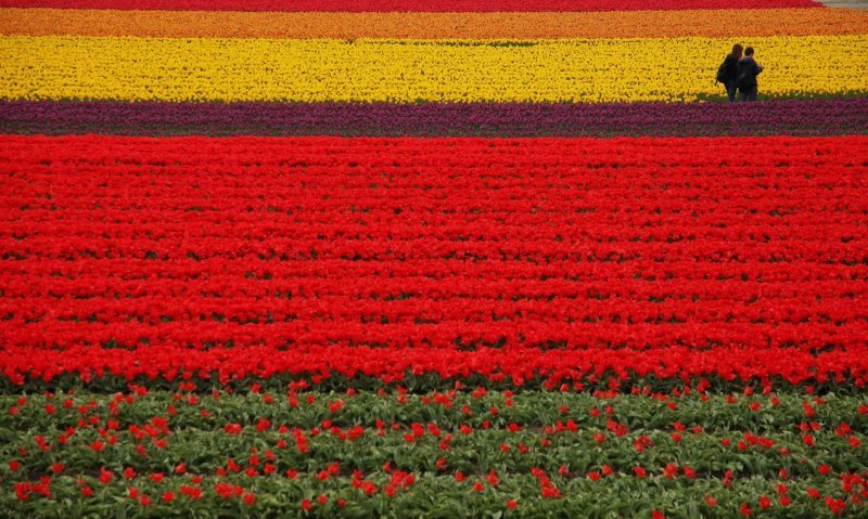 Keukenhof