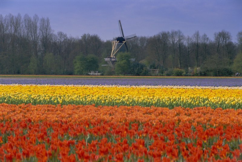 Keukenhof