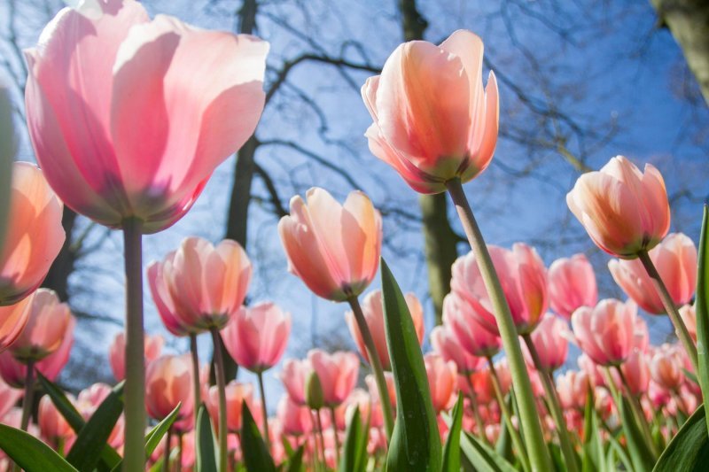 Keukenhof