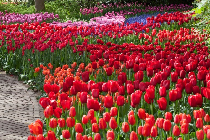 Keukenhof