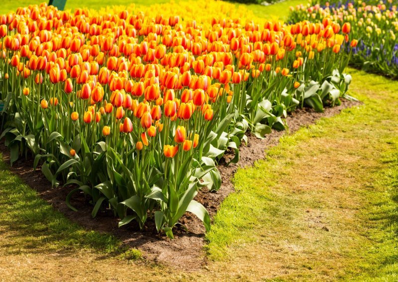 Keukenhof