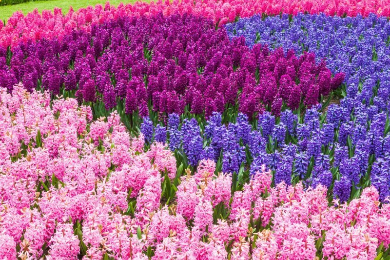 Keukenhof