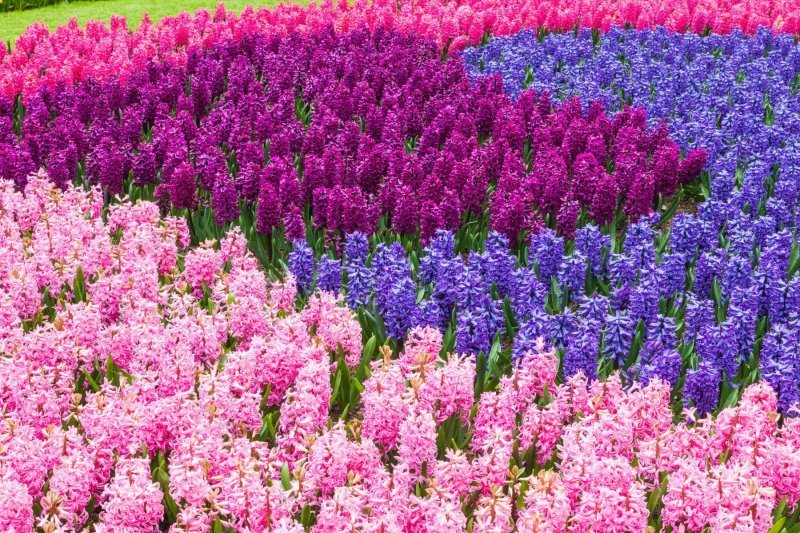 Keukenhof