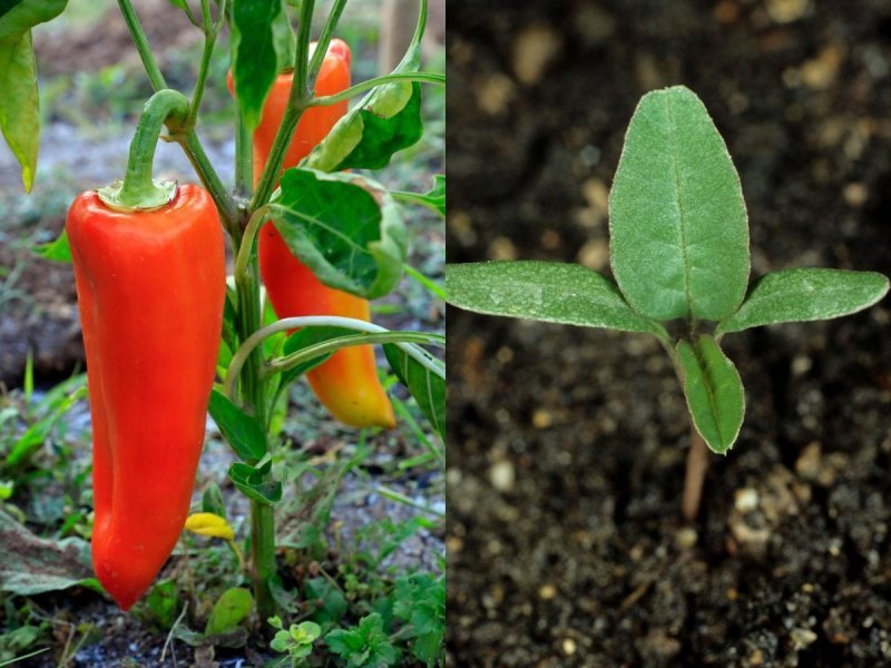Paprika i amarant