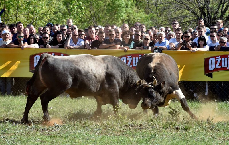 Dicmo: 15. bikijada braće Kokan