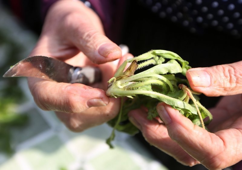 Vodice: Tradicionalni prvosvibanjski piknik u Rakitnici