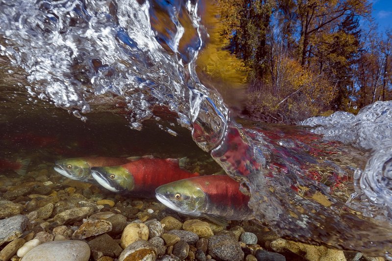 Pobjedničke fotografije 7. Mares Underwater Photo Marathon-a