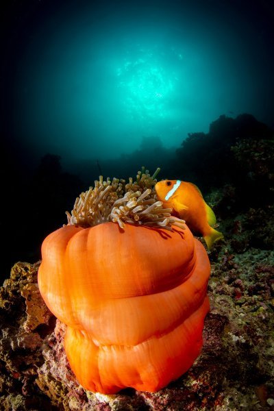 Pobjedničke fotografije 7. Mares Underwater Photo Marathon-a