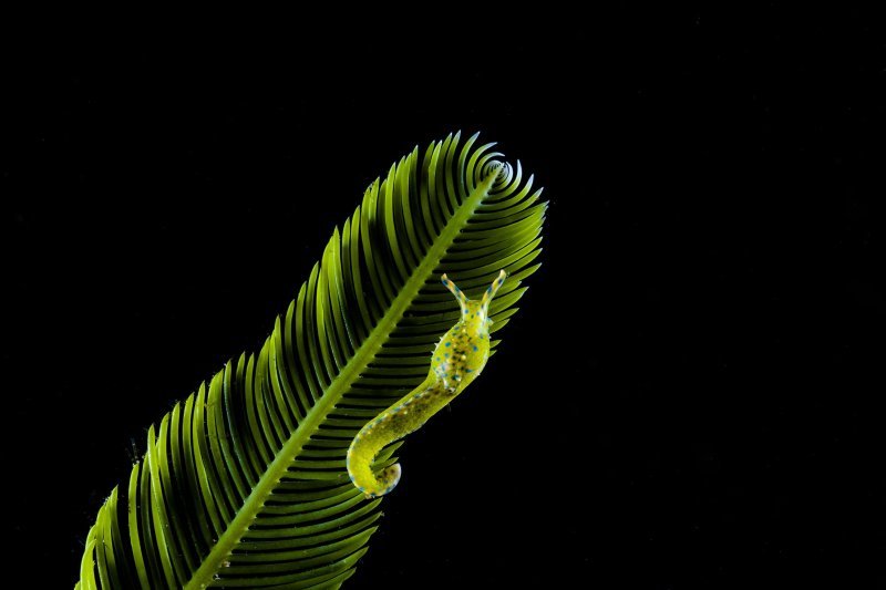 Pobjedničke fotografije 7. Mares Underwater Photo Marathon-a