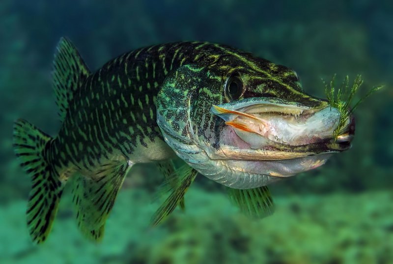 Pobjedničke fotografije 7. Mares Underwater Photo Marathon-a