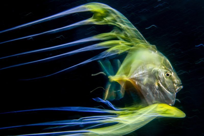 Pobjedničke fotografije 7. Mares Underwater Photo Marathon-a