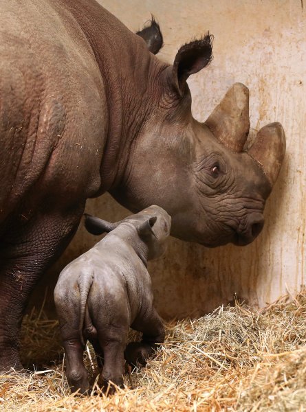 Mladunče crnog nosoroga